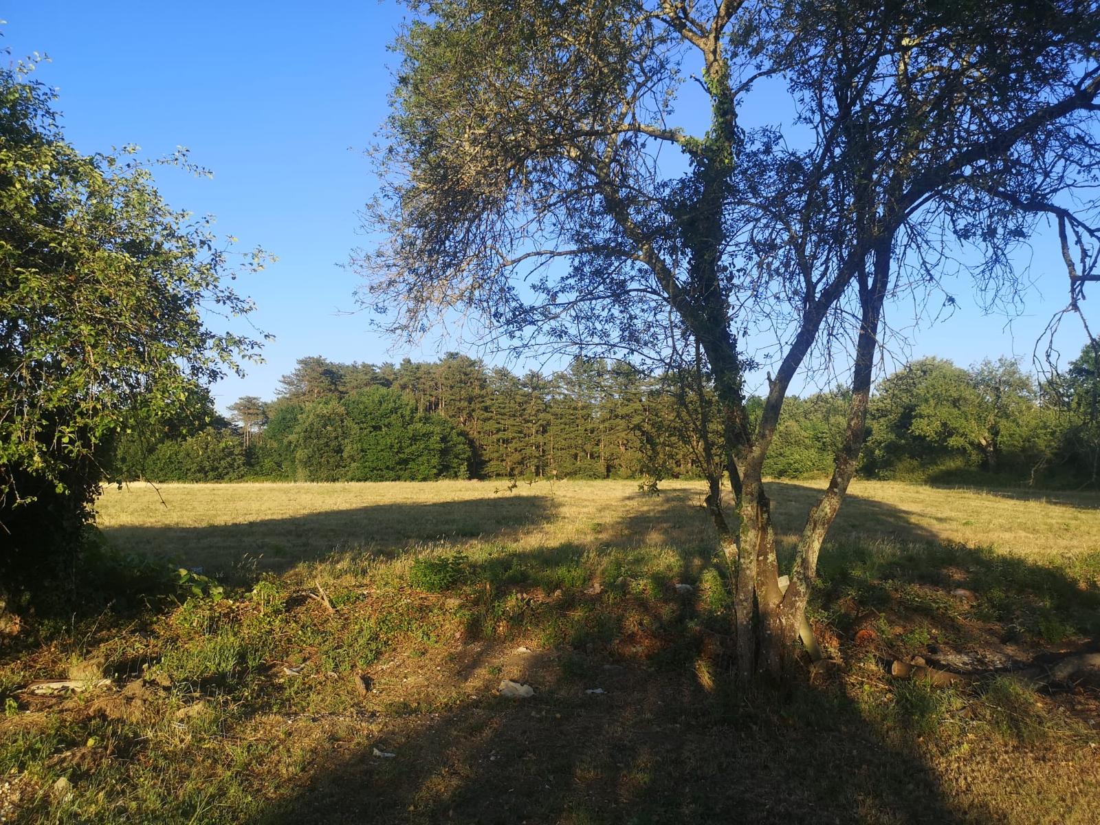La prairie en lisière de bois derrière la maison, sous un ciel bleu